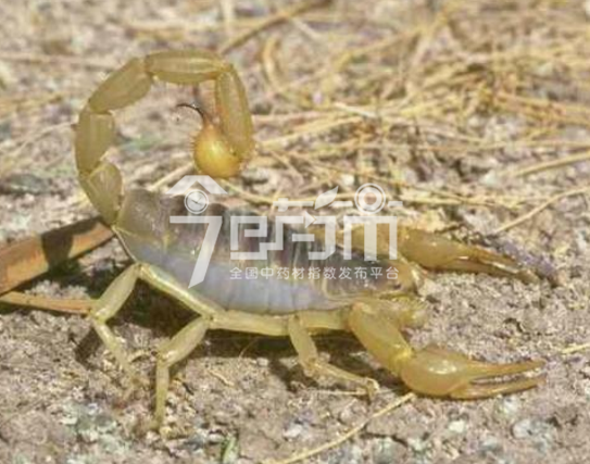全蝎的养殖方法与全蝎图片