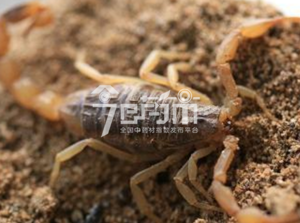 全蝎的养殖方法与全蝎图片