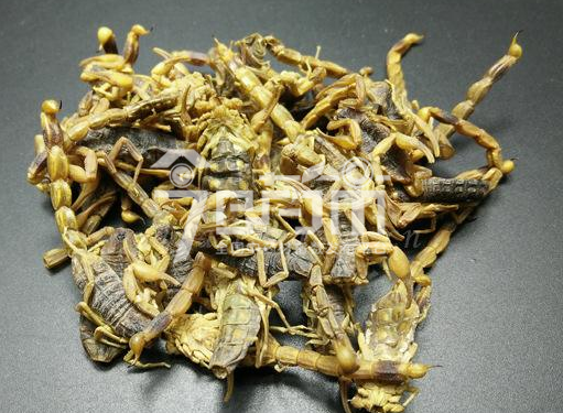 中药材全蝎的功效与作用与全蝎图片