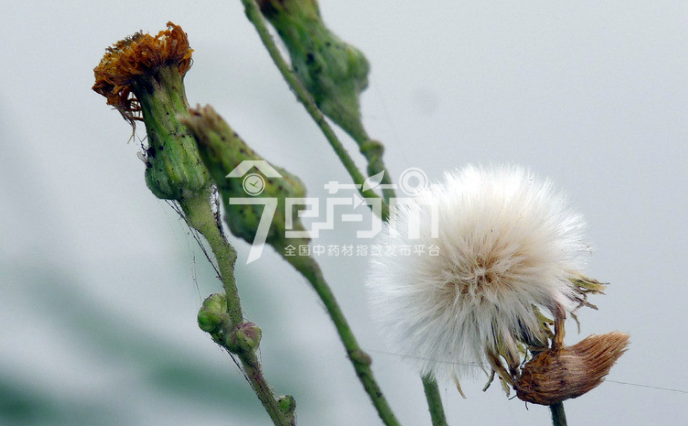 野菊花图片：野菊花果实图片