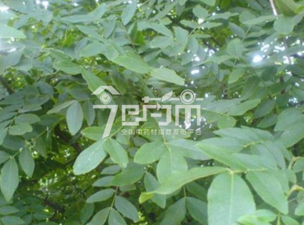 皂角刺图片：皂荚幼苗