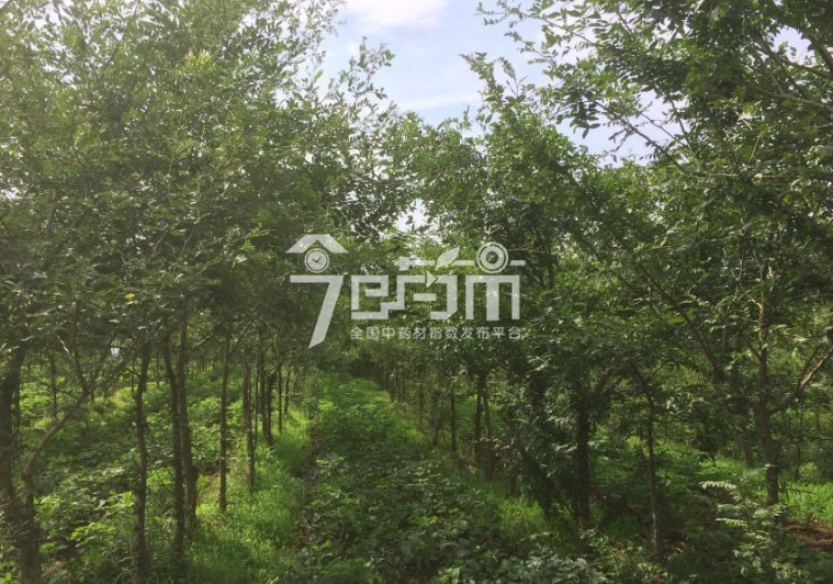 皂角刺图片：皂荚种植图片