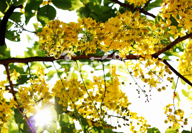 皂角刺图片：皂荚4月花期图片
