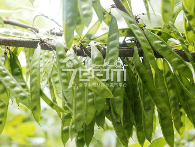 皂角刺图片：皂荚6月果实
