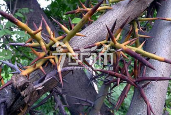 皂角刺图片：皂角刺原药材