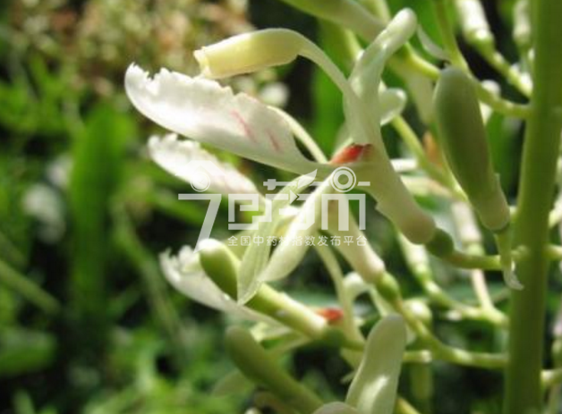 红豆蔻的种植技术与管理及其红豆蔻图片