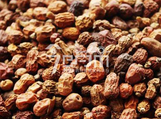 红豆蔻的种植技术与管理及其红豆蔻图片