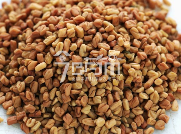 红豆蔻图片：大高良姜种子