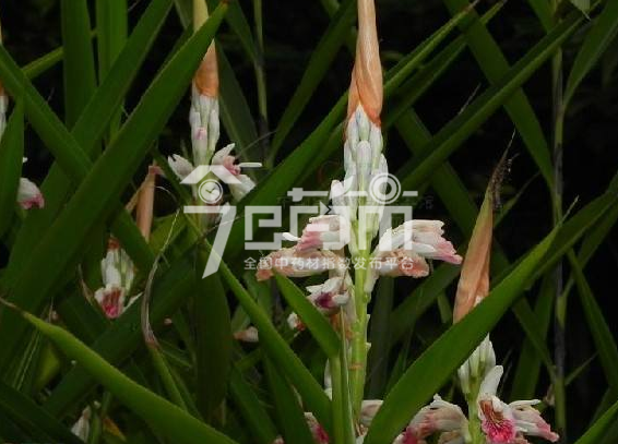红豆蔻图片：大高良姜7月花期