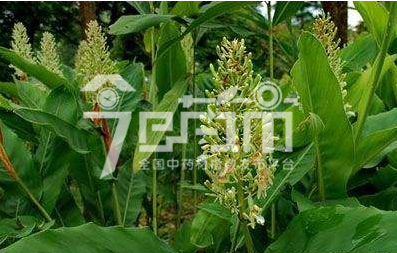 红豆蔻图片：大高良姜8月果实