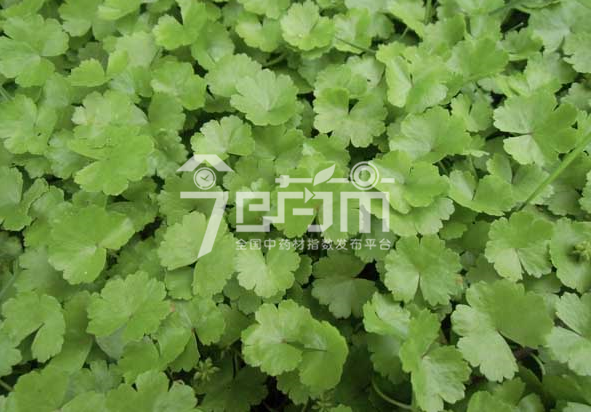 连钱草种植技术与管理及其连钱草图片