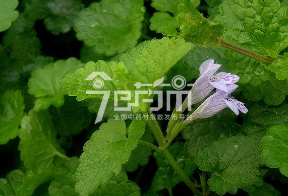 连钱草种植技术与管理及其连钱草图片