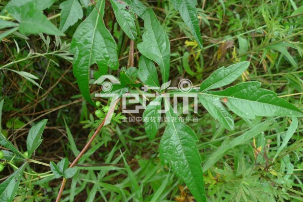 白蔹的种植技术与管理及其白蔹图片