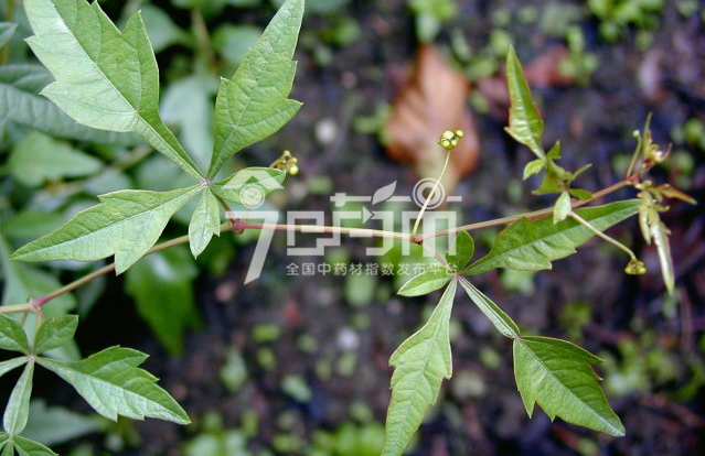 白蔹的种植技术与管理及其白蔹图片