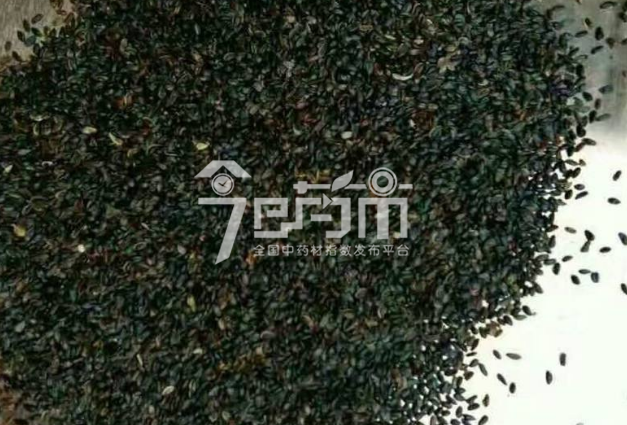 桔梗种子
