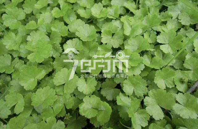 连钱草图：连钱草种植