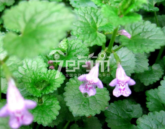 连钱草图：连钱草4月花期