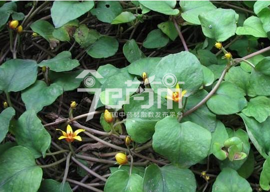 连钱草图：连钱草果实