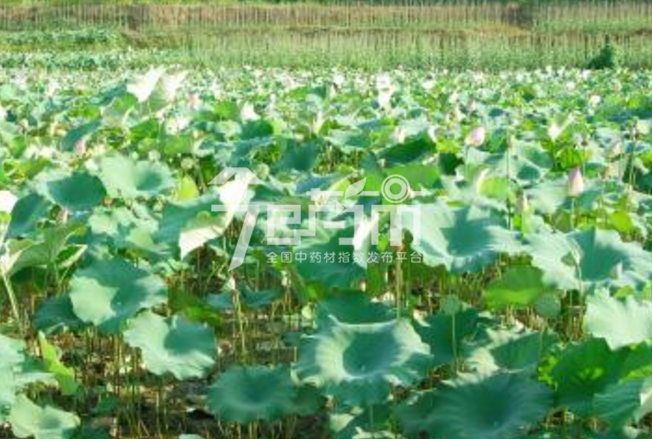 莲子心图片：莲子心植物原形态