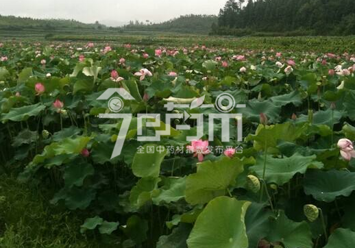 莲子心图片：莲子7月花期