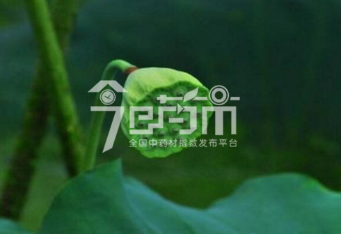 莲子心图片：莲子9月果实