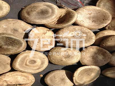 马钱子功效作用与马钱子药用以及马钱子图片