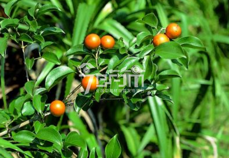 马钱子图片：马钱子植物形态