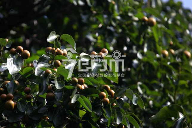 马钱子图片：马钱种植图片