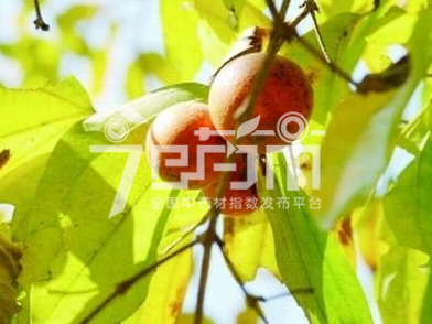 马钱子图片：马钱果实期