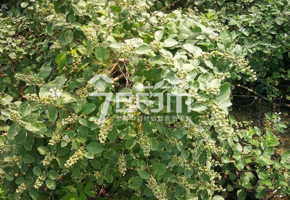 蔓荆子图片：蔓荆子花期