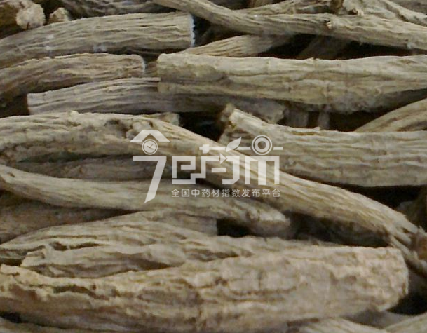 续断的功效与作用以及续断图片
