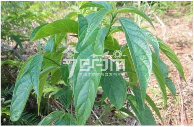大青叶图片 大青叶图片