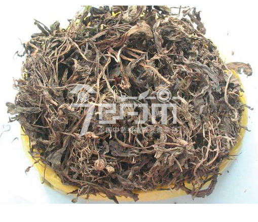 大青叶图片 大青叶图片