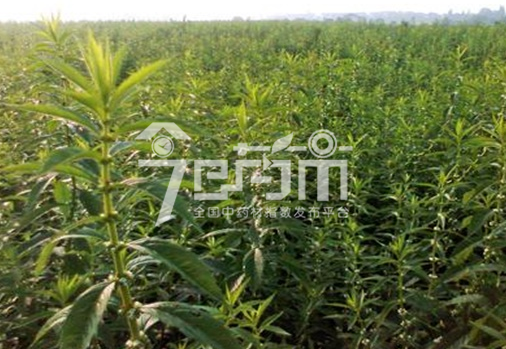 泽兰的种植技术与管理以及泽兰图片