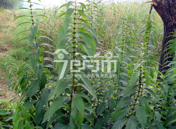 泽兰的种植技术与管理以及泽兰图片