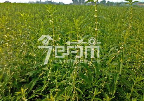 泽兰的种植技术与管理以及泽兰图片