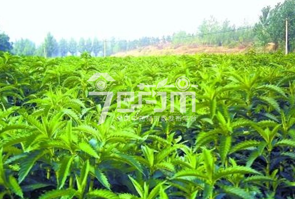 泽兰的种植技术与管理以及泽兰图片
