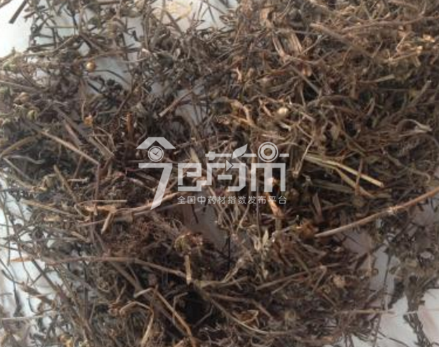 白花蛇舌草图片的功效与作用以及白花蛇舌草图片