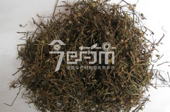 白花蛇舌草图片的功效与作用以及白花蛇舌草图片