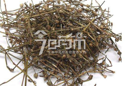 白花蛇舌草图片的功效与作用以及白花蛇舌草图片