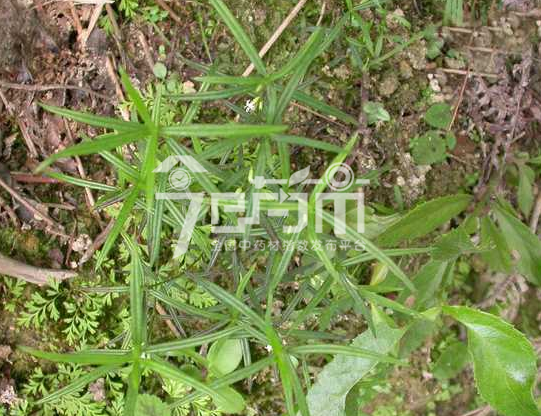 白花蛇舌草图：白花蛇舌草幼苗