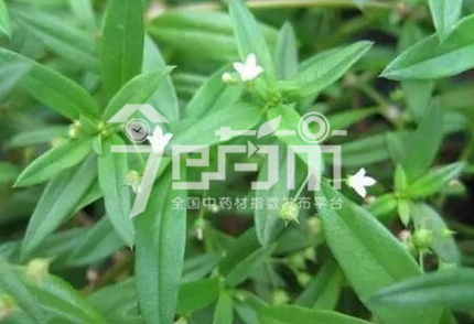 白花蛇舌草图：白花蛇舌草花期