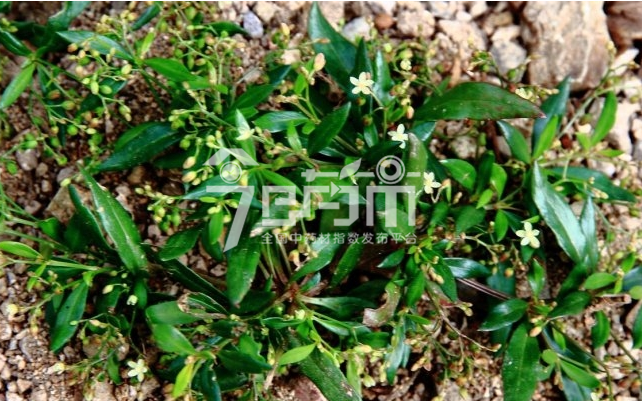 白花蛇舌草图：白花蛇舌草8月果实