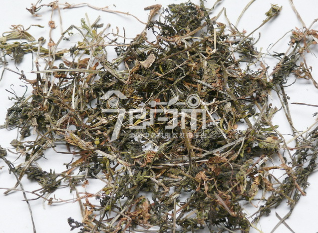八仙草功效与作用以及八仙草图片
