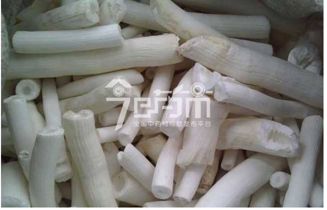 通草图片