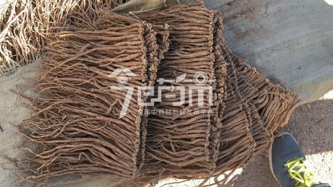 渭源市场39元/kg成交的党参