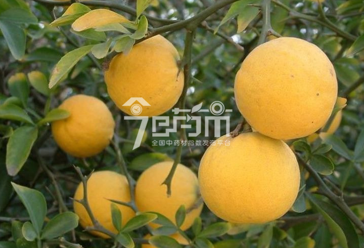 芸香科植物橘图片