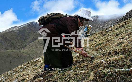 冬虫夏草采挖图片