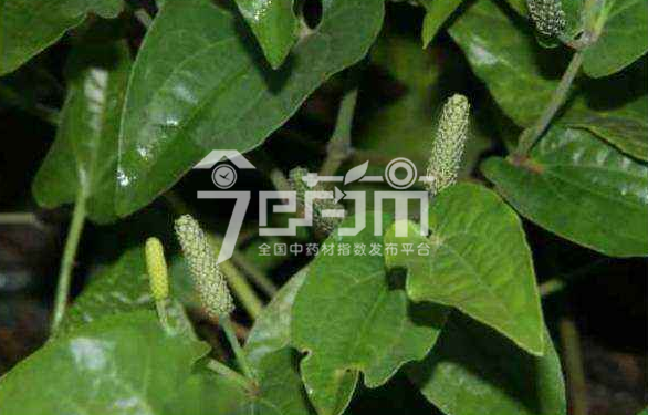 荜茇的种植技术与管理以及荜茇图片