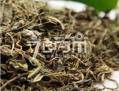 苦地丁种植技术与效益分析以及苦地丁图片
